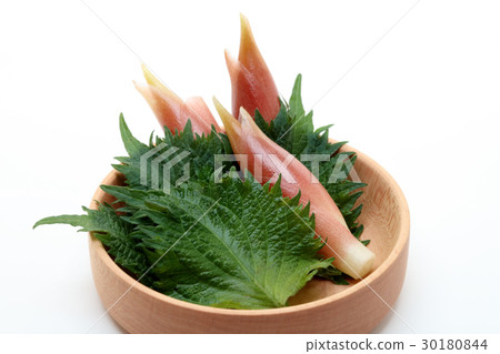 駁船和大葉子 駁船和大葉子 30180844