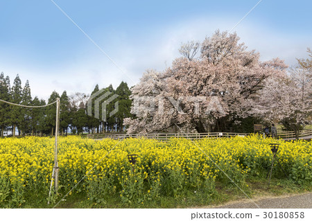 櫻花在一排 櫻花在一排 30180858