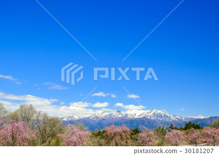 Shidarezakura和雪山 30181207