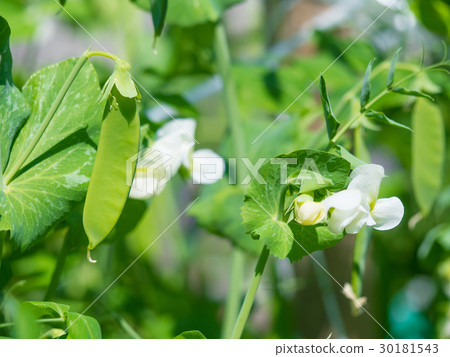 Saya and flowers of Saya Donde 30181543