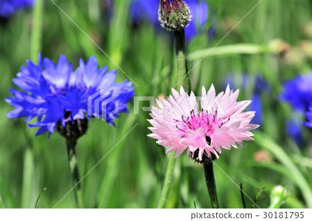 玉米花 玉米花 30181795