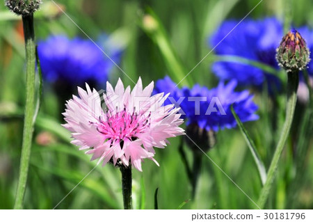 玉米花 玉米花 30181796