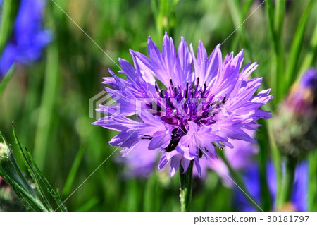 玉米花 玉米花 30181797