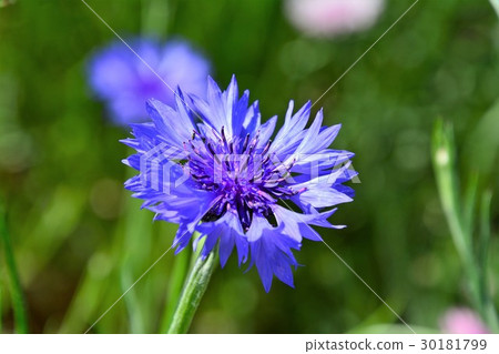玉米花 玉米花 30181799