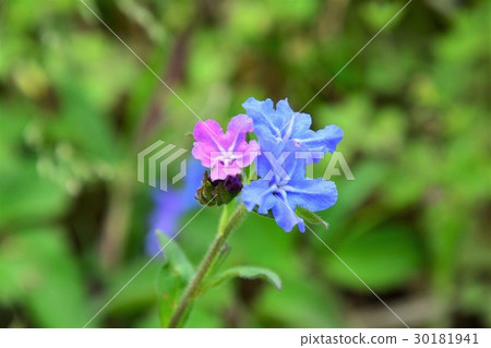 Hotaru Kazura Hotaru Kazura 30181941