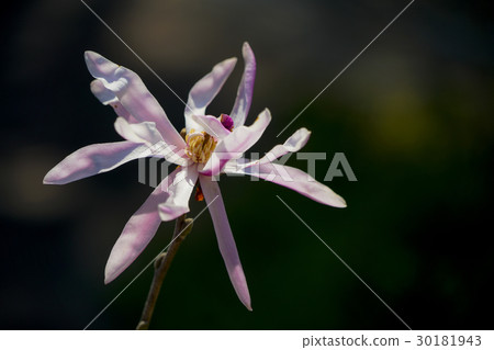 Shidecabushi Shidecabushi 30181943