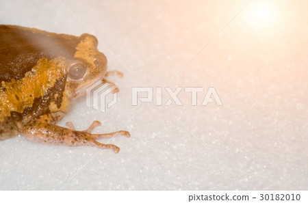 Asian painted frog. 30182010