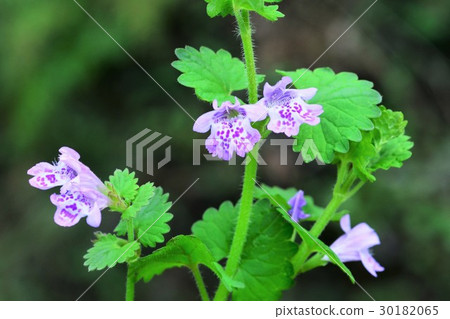 Oyster beak Oyster beak 30182065