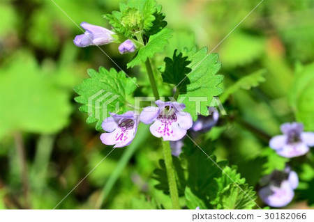 Oyster beak Oyster beak 30182066