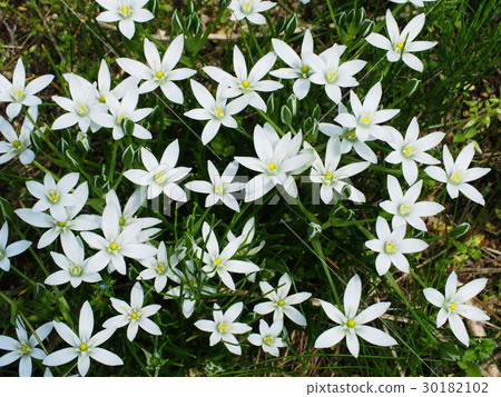 Oohuana的花朵 30182102