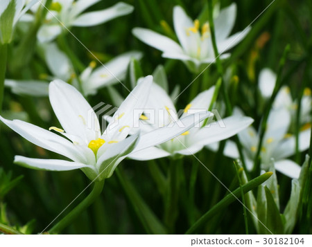 Oohuana的花朵 30182104