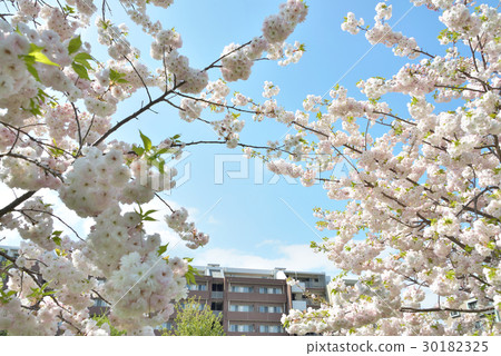 Sakura and apartment 30182325
