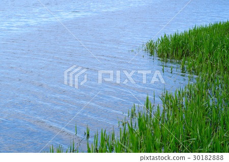 Waterfront where reed sprout Spring to early summer From mountain type native waterside spread 30182888