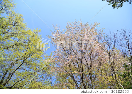 Fresh green park Fresh green park 30182963