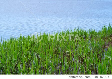 Feeding waterfall where reed buds Focus on autonomous reed tip in front of spring to early summer Feeding waterfall where reed buds Focus on autonomous reed tip in front of spring to early summer 30182993