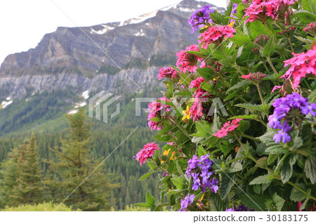 加拿大落基山脈 30183175