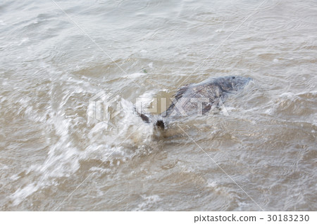 fishing fishing 30183230