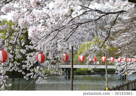 Sakazu Park · Distribution pond (cherry blossoms and lanterns) 30183861