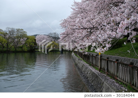 Sakazu park · Distribution pool east (cherry blossom trees and Ikebana) 30184044