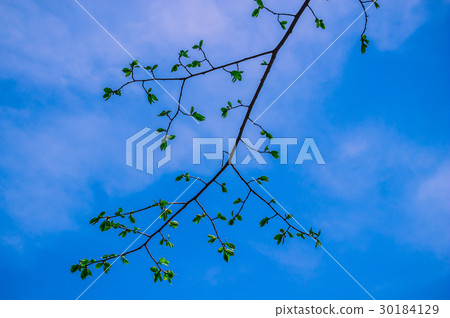 Green in blue sky Green in blue sky 30184129