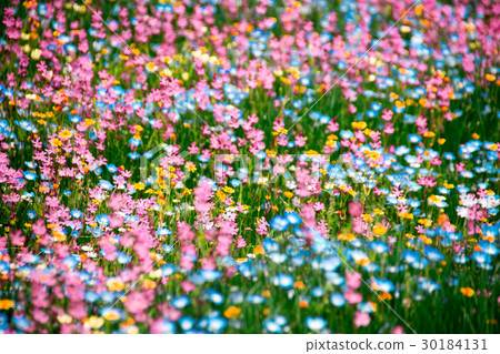 Flower garden Flower garden 30184131