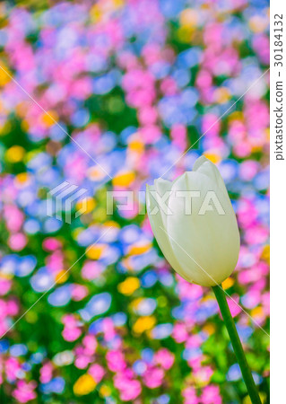 Flowers in a tulip Flowers in a tulip 30184132