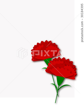 carnation carnation 30184395