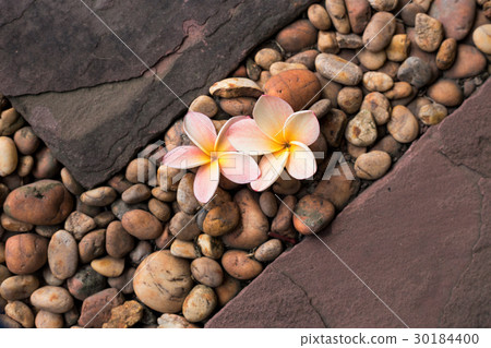 Plumeria flowers on gravel  between  sand stones. 30184400