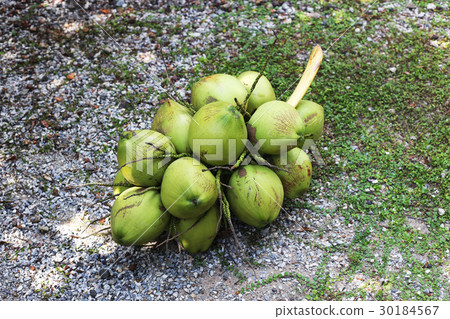 Bunch of fresh green Coconuts 30184567