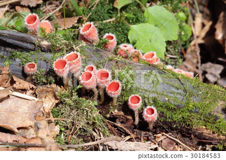 White-tailed white squirrel occurring on the fallen branches of broad-leaved trees 30184583