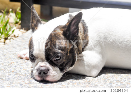 sleepy french bulldog 30184594