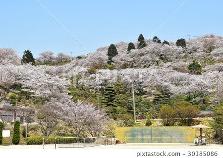 Sakura and Tennis Court at Komatsuyama Park 30185086