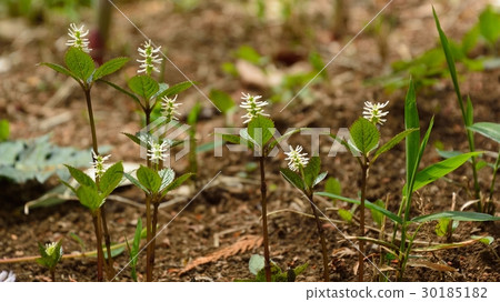 Hitoshizuka的花 Hitoshizuka的花 30185182
