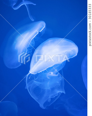 月亮水母 30185333