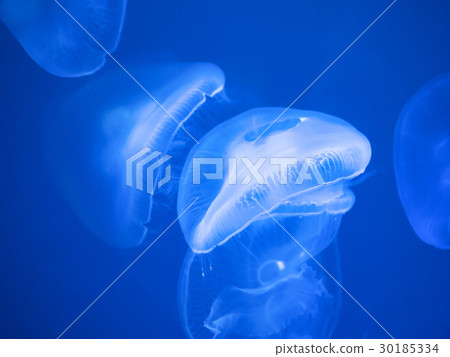 月亮水母 30185334