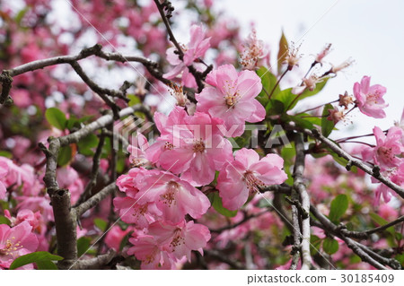 Kamakura City Hasei Mitsoriji Temple Cherry Blossom Haitai Kamakura City Hasei Mitsoriji Temple Cherry Blossom Haitai 30185409