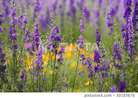 Larkspur Larkspur 30185678