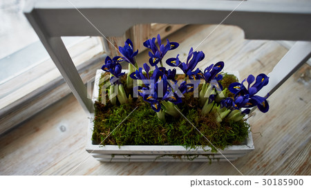 Blue irises in a box with handle, stand on the Blue irises in a box with handle, stand on the 30185900