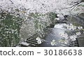 Cherry blossoms of Meguro River 30186638