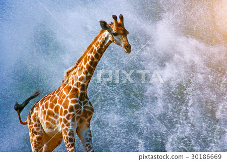 Giraffe running on water splash background 30186669