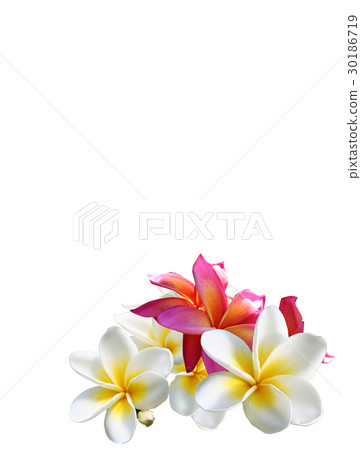 雞蛋花夏威夷圖像癒合 30186719