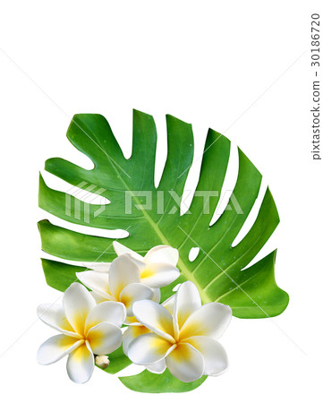 Monstera Plumeria夏威夷圖像治療 30186720
