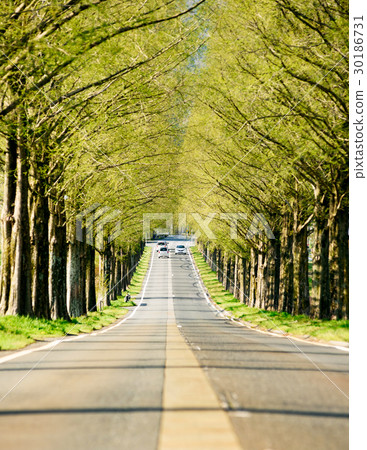 Metasequoia's tree-lined avenue 30186731