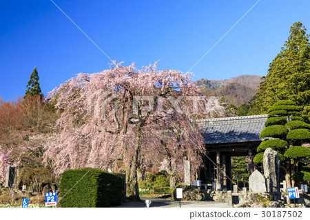 Hikarinji Sakura Narcissus 30187502