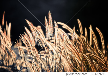 Pennisetum flower in warm sunset 30187696