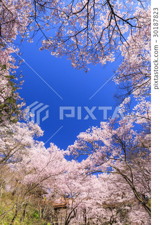 Takato Castle Ruins Park Takato Castle Ruins Park 30187823