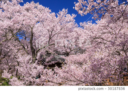 高田城遺址公園 30187836