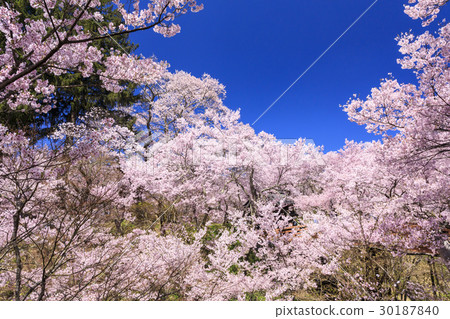 Takato Castle Ruins Park 30187840