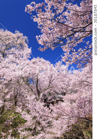 Takato Castle Ruins Park 30187845
