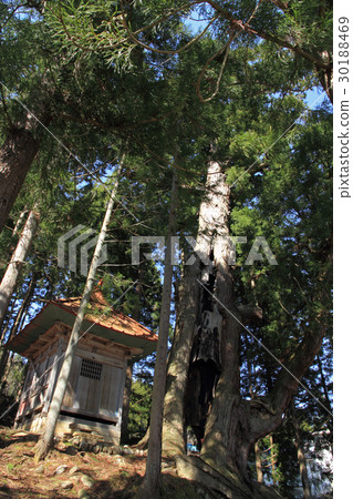 Oguri Mura Nagano Prefecture Ishihara Hakusan company's Oosugi Oguri Mura Nagano Prefecture Ishihara Hakusan company's Oosugi 30188469